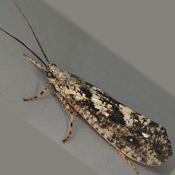FotD